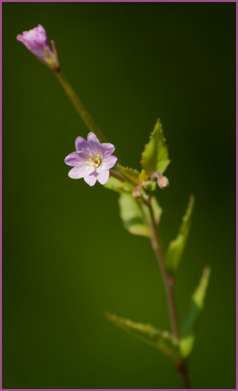 Delicate pink bloom.