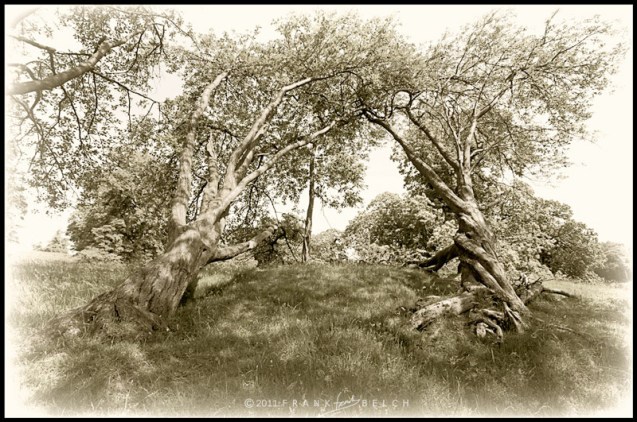 Trees laying almost to the ground.