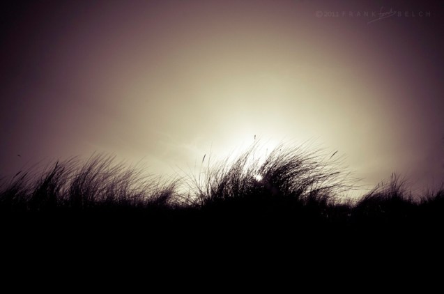 dune grass