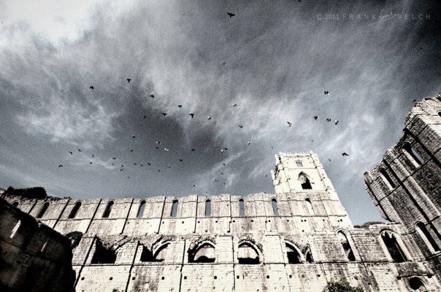 Birds taking to the wing.