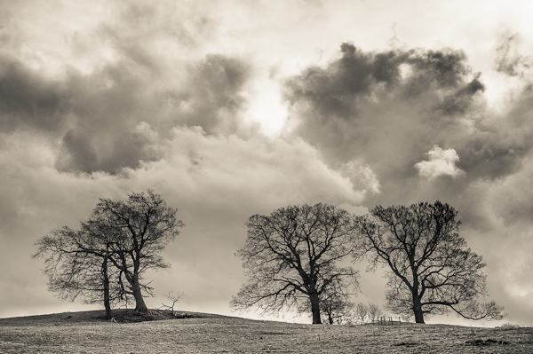 A view of three deciduous trees in front of a dramatic cloudy sky.