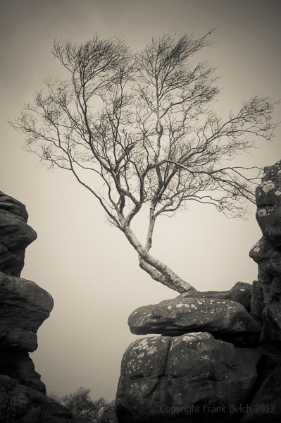 Birch tree growing on rocks.