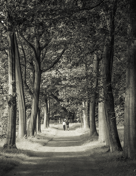 down_the_isle avenue of trees looking like the isle of a Church