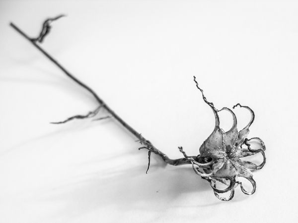 Dead flower head in black and white