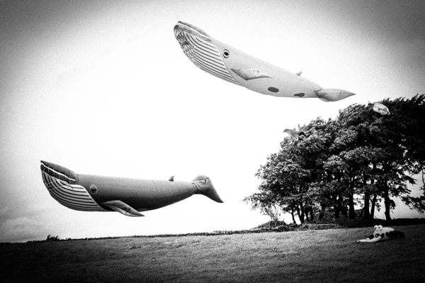 Flying whales chased by a giant crab.