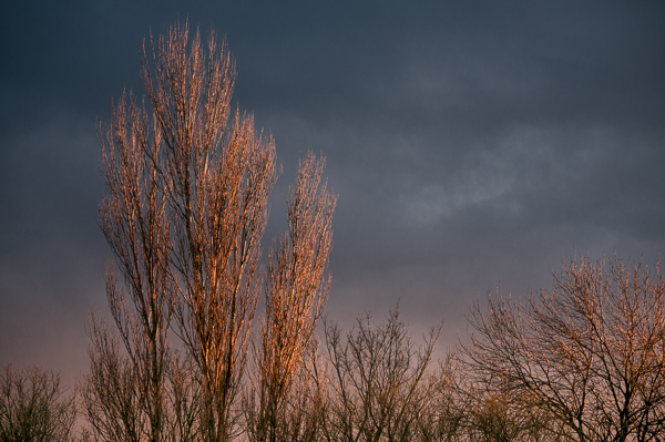 A Black Poplar lit by late afternoon sun against a foreboding sky.