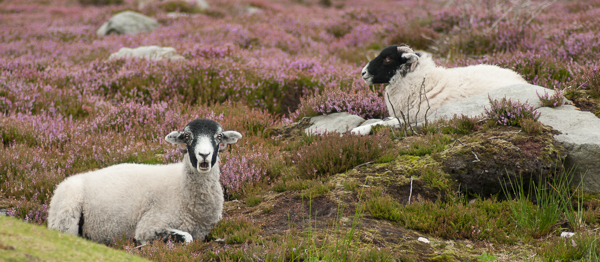Two Ewes on heather moors