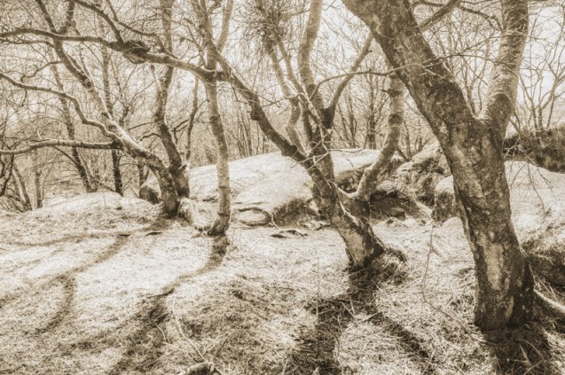 Birch trees growing out of rocks.