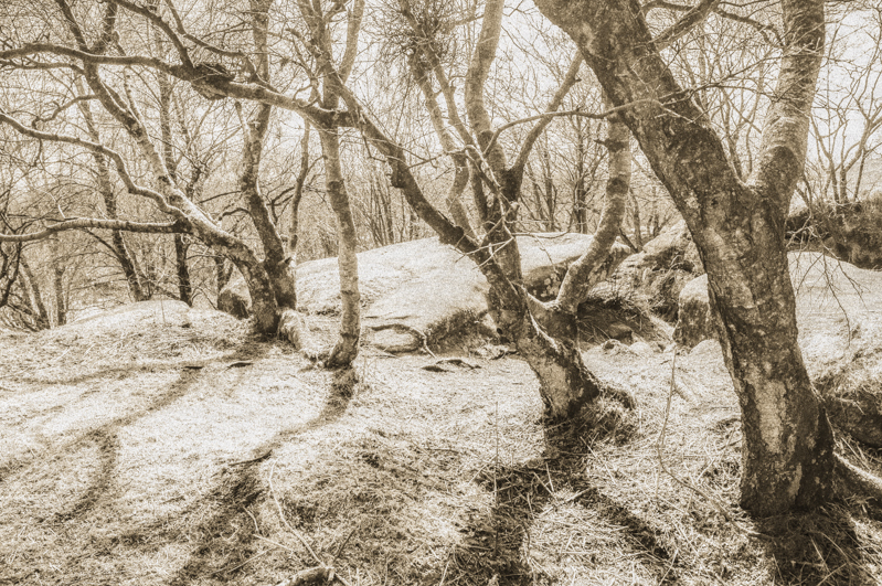 Birch trees growing out of rocks.