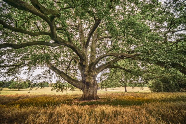 An Oak Tree