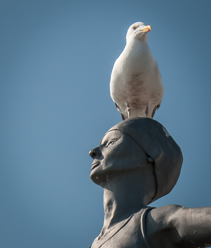 A Gull sitting atop a statue
