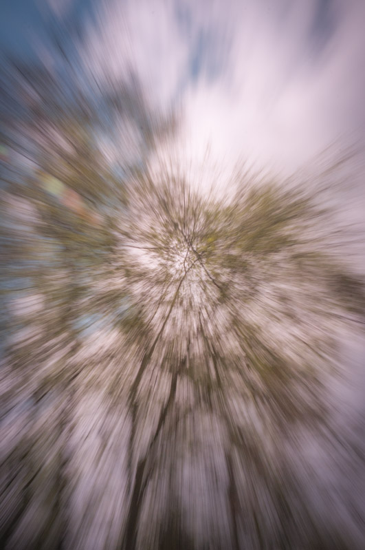 Zoom effect picture of a Larch