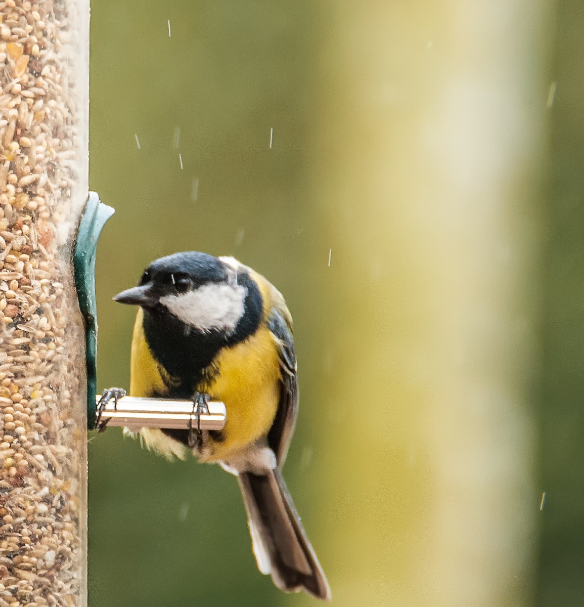 A Great Tit at a bird feeder