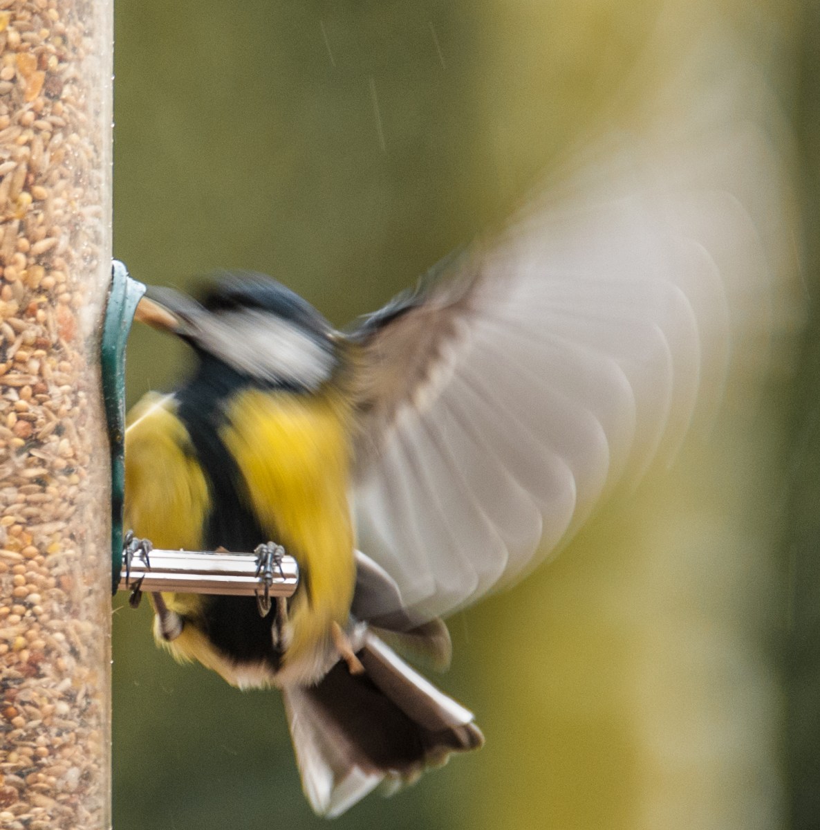 A Great Tit takes off with a peanut in his beak