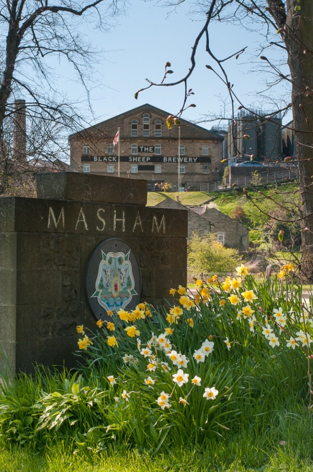 Flowering Daffodils in Masham North Yorkshire, UK