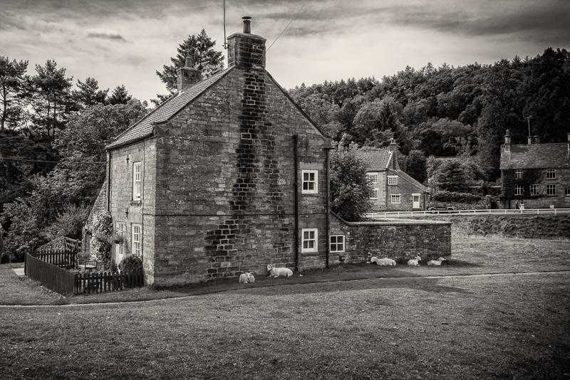 Sheep relaxing in Ryedale