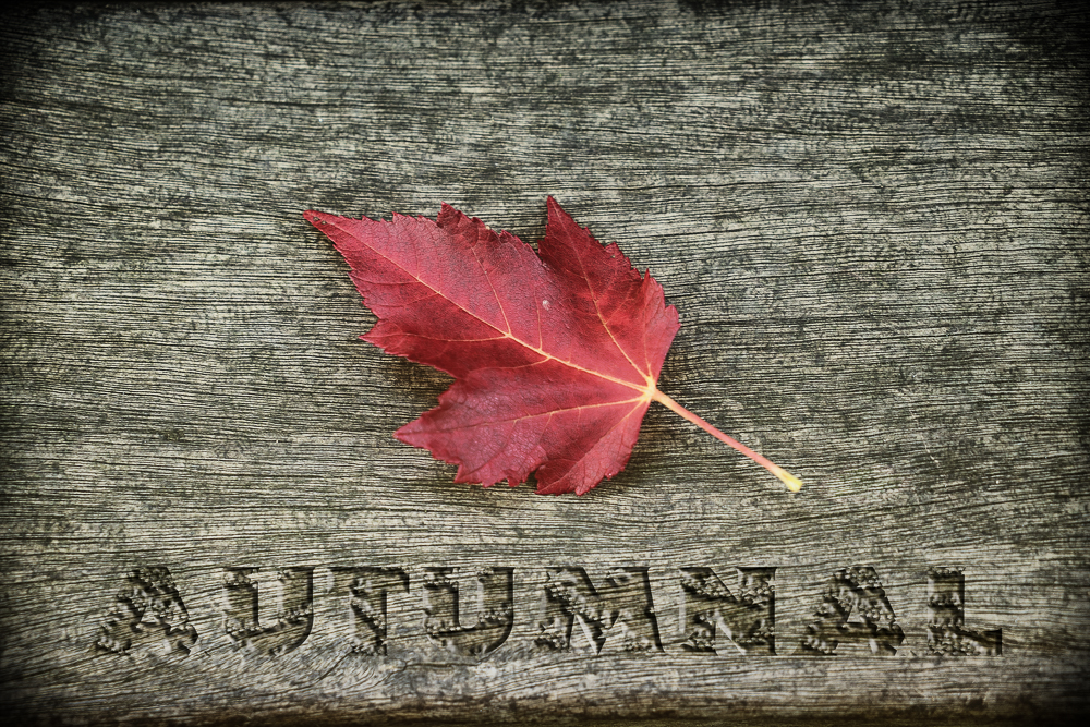 Autumnal colour in a leaf.