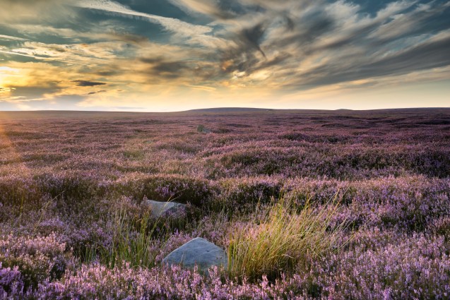 A view of the heather on Dallow Moor