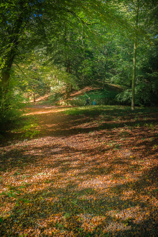 Autumn leaves carpeting the forest floor.