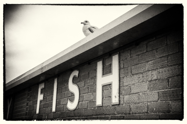 Picture of a gull above a Fish sign
