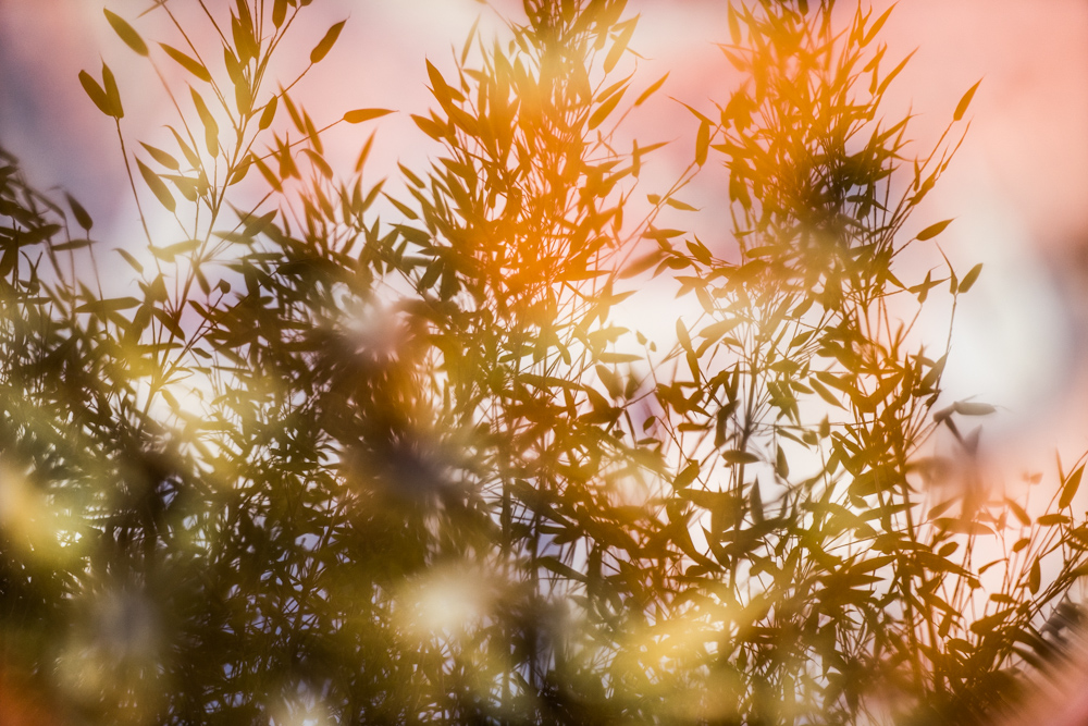 Bamboo reflected in water.