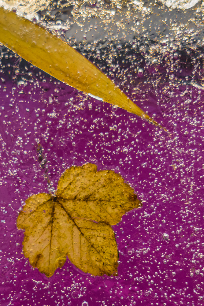 Leaf frozen in ice.