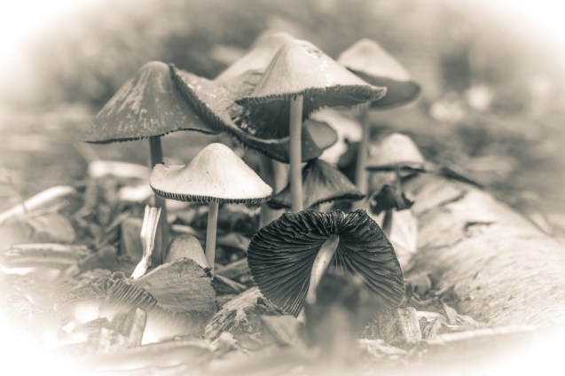 Funghi