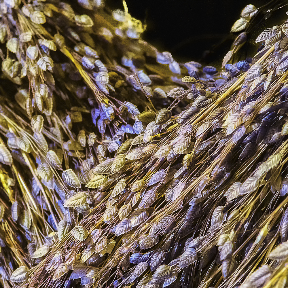 Dried leaves waterfall