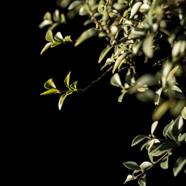 Weak winter sun on long suffering plants.