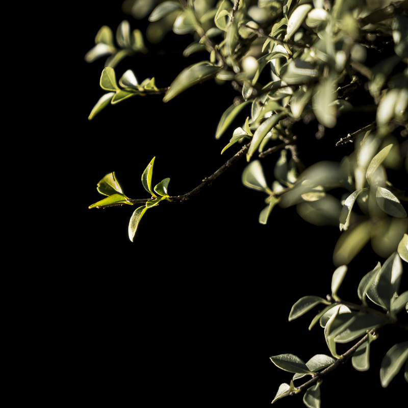 Weak winter sun on long suffering plants.