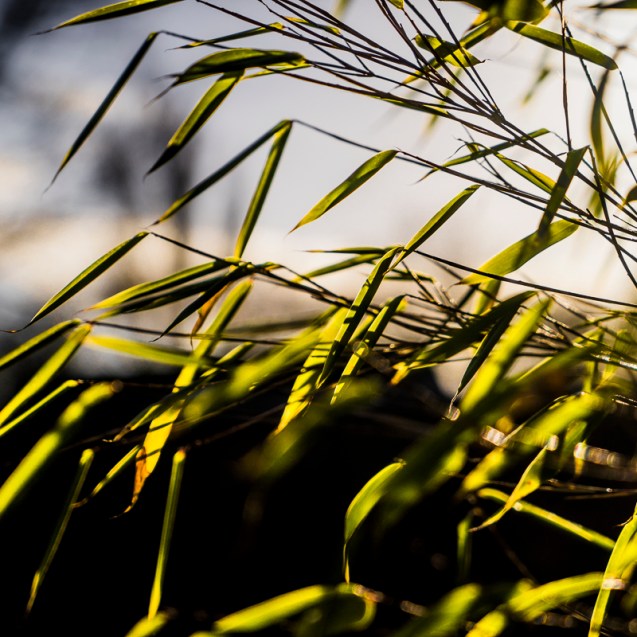 Weak winter sun on long suffering plants.