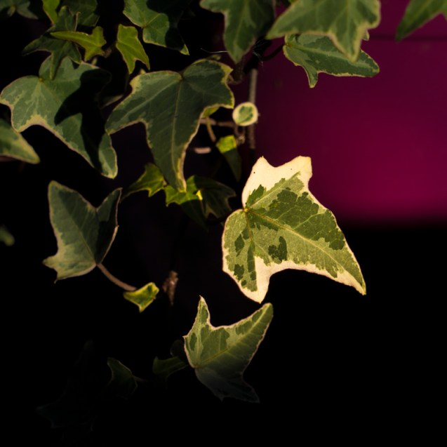 Weak winter sun on long suffering plants.