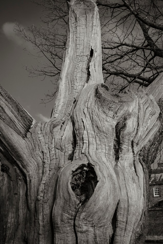 An ancient Oak Tree