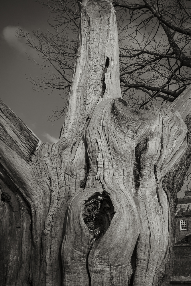 An ancient Oak Tree
