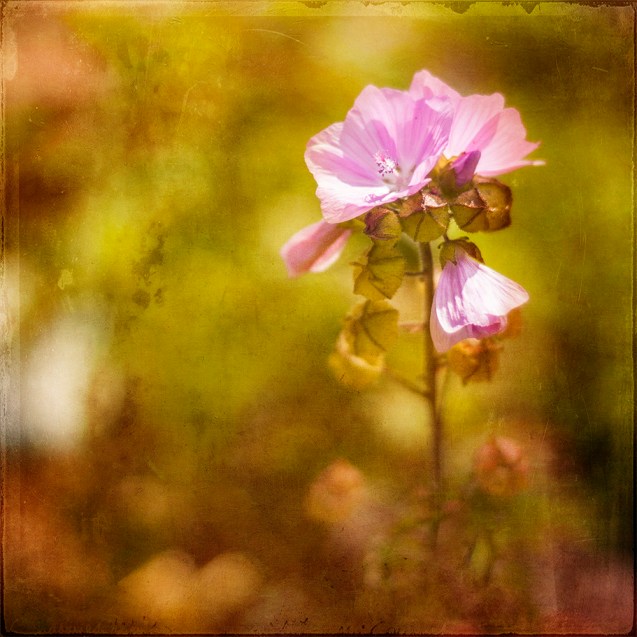 Pink flower enjoying the sun.