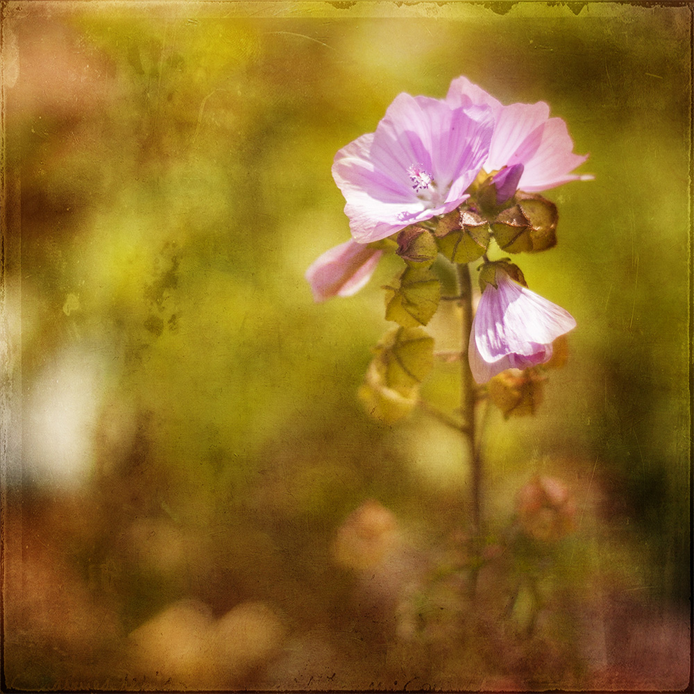 Pink flower enjoying the sun.