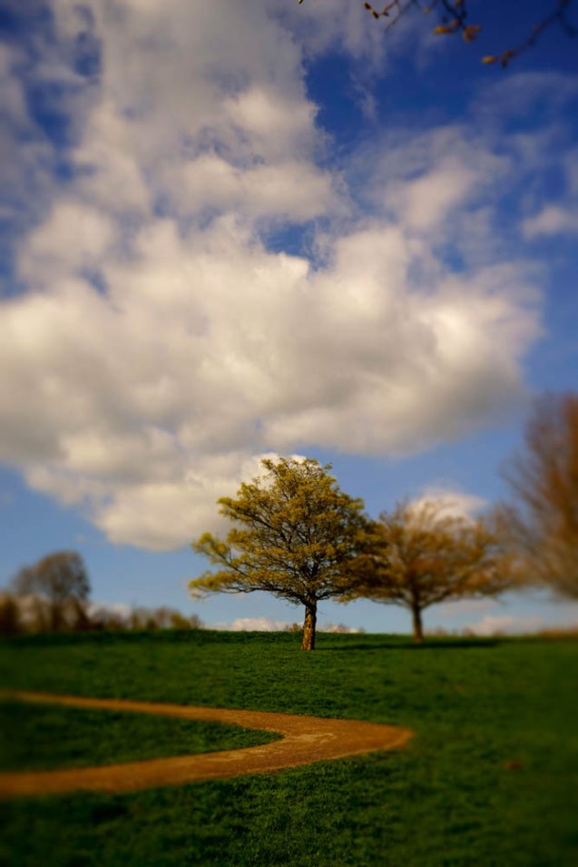 Trees and clouds