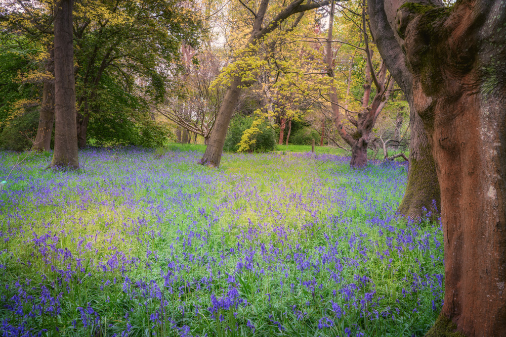 Bluebells at Thorp Perrow Arboretum