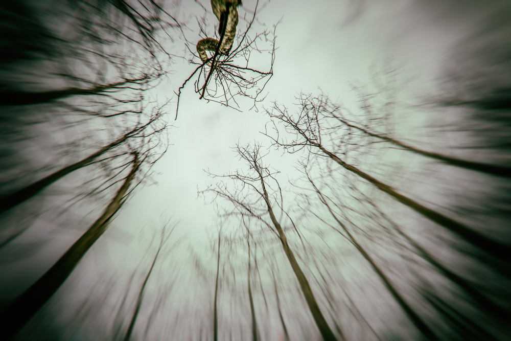 Looking up into the forest canopy.