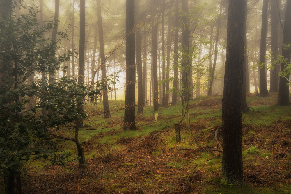 Misty woods