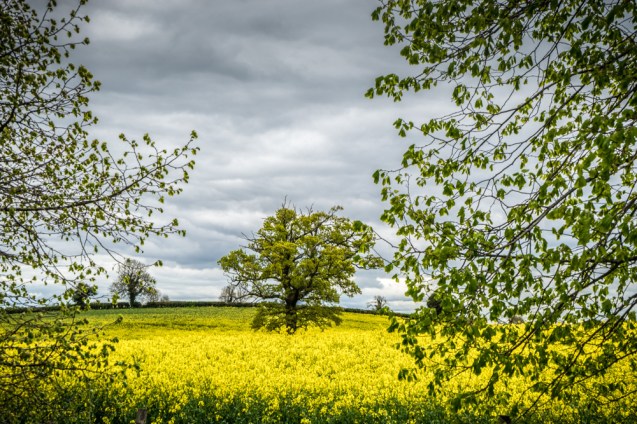 A picture of Rape crops growing in the fields