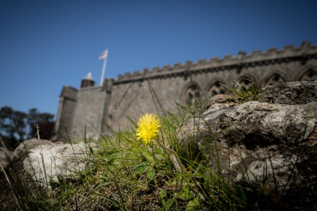 A view of a dandelion against  a backdrop of Bolton Abbey