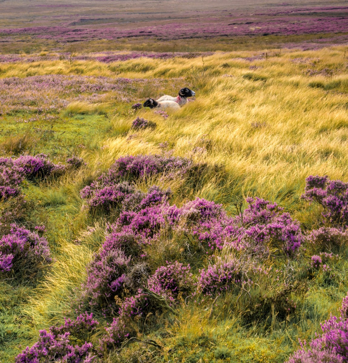 Sheep amongst heather