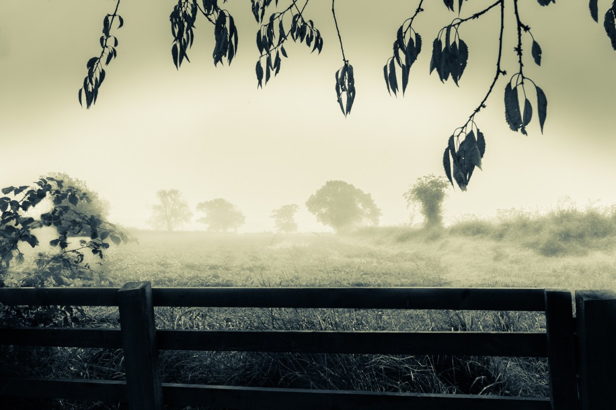 Misty Masham Fields.