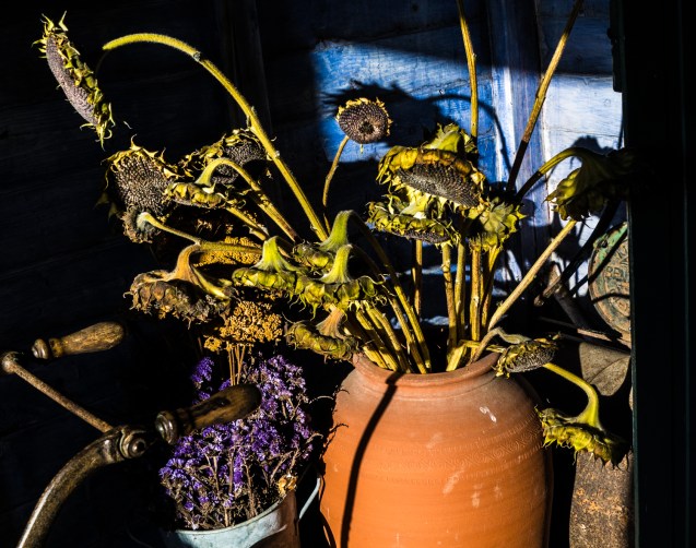 Sunflowers going to seed