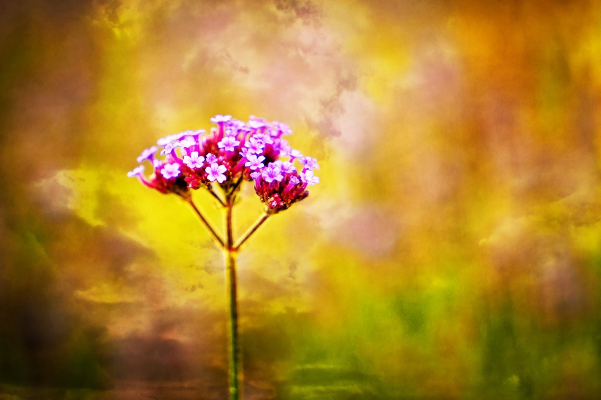 Sunshine and new growth.