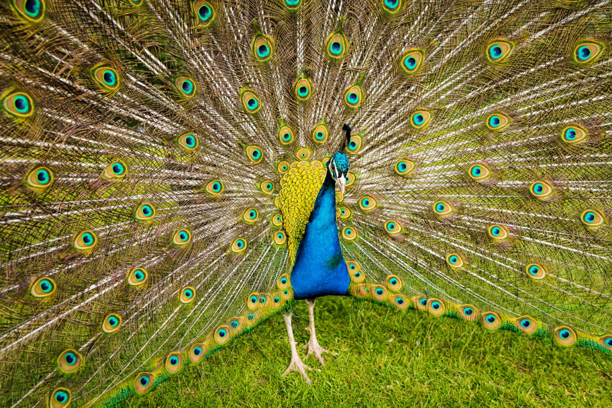 Displaying Peacock
