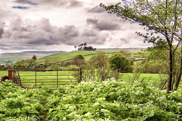 A Wensleydale Copse