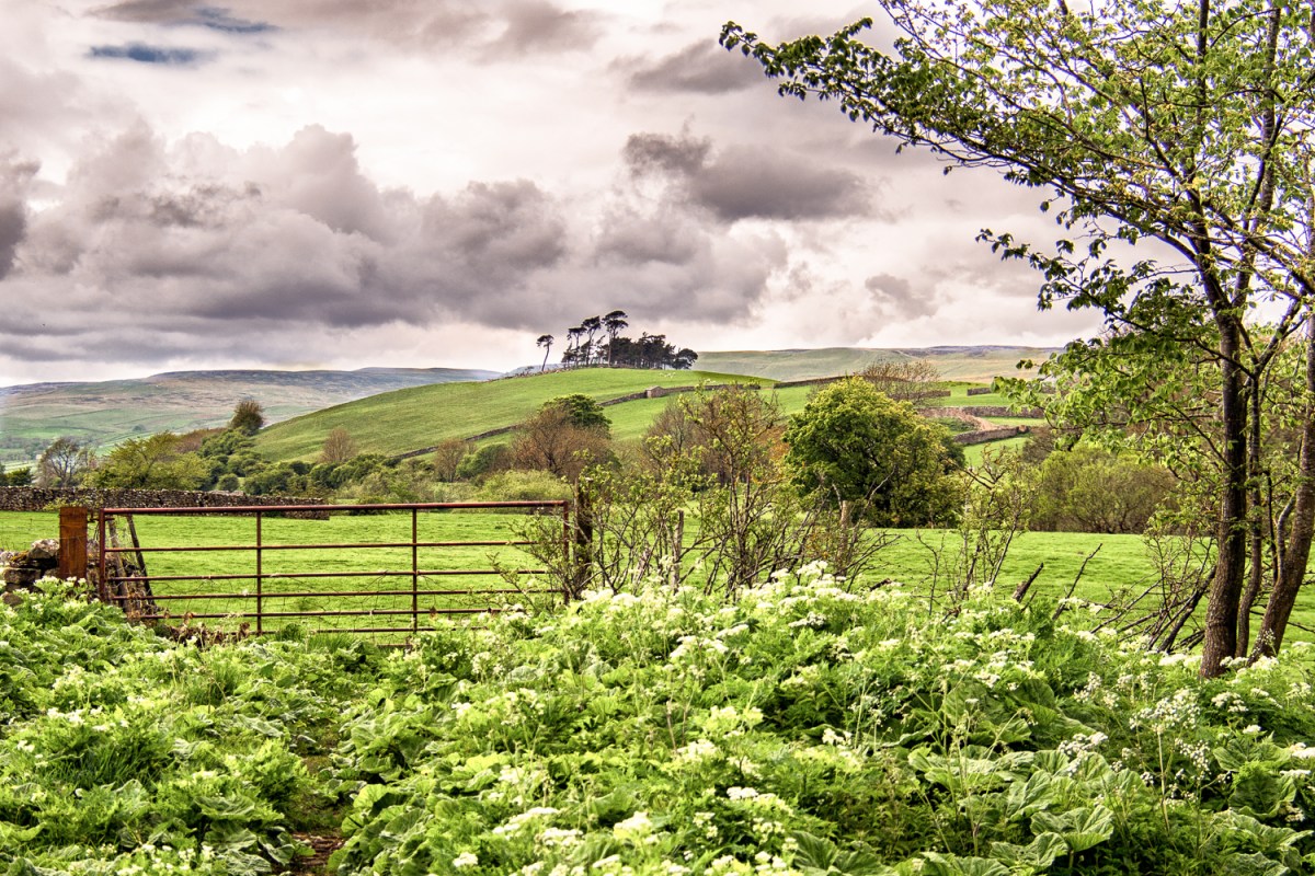 A Wensleydale Copse