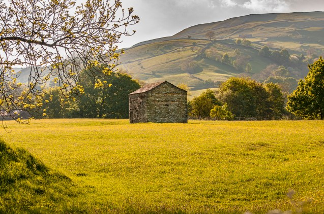 A Swaledale Field Barn in a Buttercup Meadow